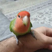 طوطی کوتوله برزیلی دستی ( Rosy-faced lovebird)|پرنده|اسلامشهر, شهرک قائمیه|دیوار