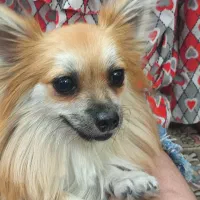 پامر روباهی معاوضه با ضبط سیستمی|سگ|یزد, |دیوار