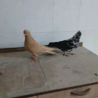 ۲عدد طوقی کاکلی سوسکی وزرد