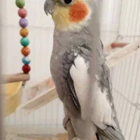 عروس هلندی گم شده