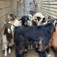 قوچ / میش / بره چتری / کهره / بز|حیوانات مزرعه|شیراز, شهرک فرزانگان|دیوار