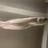 ماهی آروانا