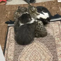 گربه|گربه|ارومیه, |دیوار