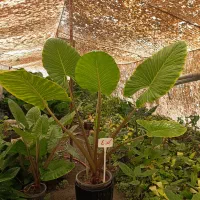گل باباآدم سطل دوازده سایز بزرگ