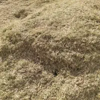 کاه لوبیا قرمز