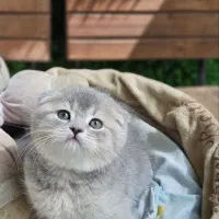 توله گربه اسکاتلندی|گربه|تبریز, |دیوار