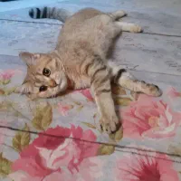 با سلام گربه بریتیش نر جهت جفت گیری با ماده شما