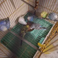 انواع مرغ عشق فنچ عروس هلندی رنگ خاص پرورش خانگی