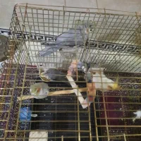 عروس هلندی مولد|پرنده|کوهدشت, |دیوار