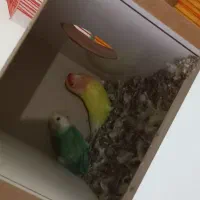 طوطی کوتوله