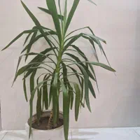 گل یوکا اپارتمانی