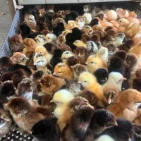 هندوانه دامی و پیاز و چیزای دیگ