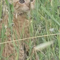 واگذاری گربه نارنجی DSH به صورت رایگان