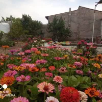 خدمات باغبانی ( ویژه )