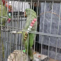 شاه طوطی|پرنده|گرمدره, |دیوار