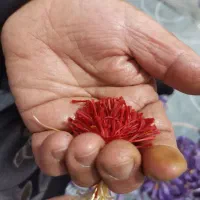 فروس ویژه زعفران و زرشک مستقیم از کشاورز