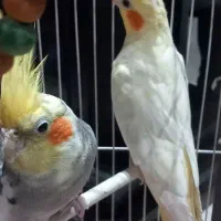 یک جفت عروس هلندی نر و ماده سخنگو با (قفس)