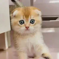 گربه اسکاتیش بریتیش