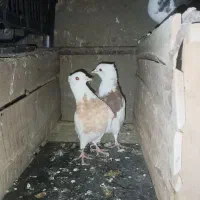 کبوتر|پرنده|دهگلان, |دیوار