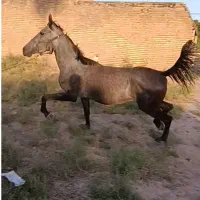 فروش کره مادیان