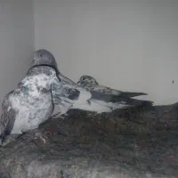 کفتر|پرنده|قرچک, ولی آباد|دیوار