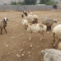 فروش بره قوچی دورگه چینی|حیوانات مزرعه|دوگنبدان, |دیوار