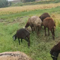 بره  نر و ماده|حیوانات مزرعه|گرگان, |دیوار
