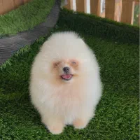 پامر خرسی بوفیس