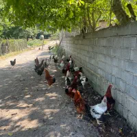 فروش خروس محلی در سوادکوه