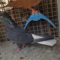 دو تا ماده دمسفید