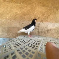 یال سیاه یخه درویشی