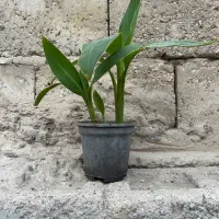 فروش تعدادی گل و گلدان|گل و گیاه طبیعی|بندرعباس, |دیوار