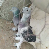 کبوترعطیقه|پرنده|ایرانشهر, |دیوار