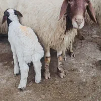 میش وبره داشتی شیرا سه شکم دوباره ابستن هستن