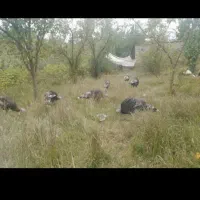 بوقلمون|حیوانات مزرعه|اصلاندوز, |دیوار