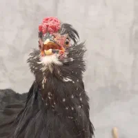 نیمچه گلین،مرغ و خروس گلین فول