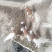 طوقی طوق زرد طوق سرخ کله سینه