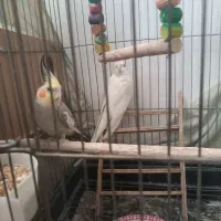 یک جفت عروس هلندی تخم دار