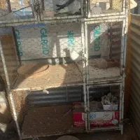 قفس کبوتر