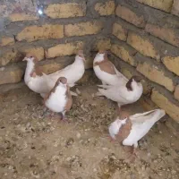 ۶عددشصتی ۳تا نر ۳ماده