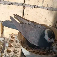 چند عددرنگی کفتر