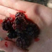 شاه توت اصل