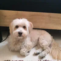 سگ پاپی