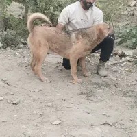 پژدر نسل دار واگذاری|سگ|اسلامآباد غرب, |دیوار