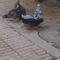 مرغ و جوجه چهارماهه گلین