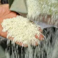 برنج شمال