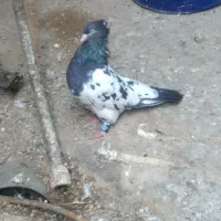 کله ای|پرنده|اهواز, زرگان|دیوار