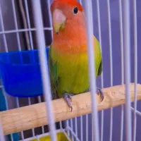 طوطی برزیلی