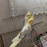 عروس هلندی فنج مرغ عشق|پرنده|ماکو, |دیوار