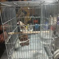 سهره سرسیاه دورگ|پرنده|ششده و قره بلاغ, |دیوار